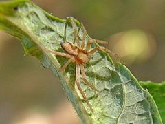 Philodromus rufus