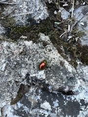 Chrysolina herbacea