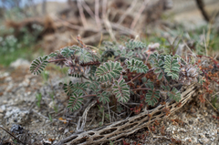Dalea mollissima