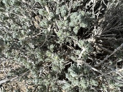 Artemisia spinescens