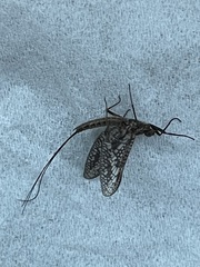 Leptophlebiidae