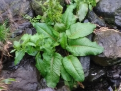 Rumex obtusifolius