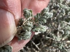 Artemisia spinescens