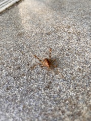Tachycines asynamorus