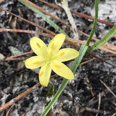 Hypoxis