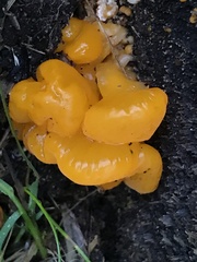Dacrymycetaceae