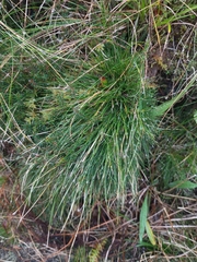 Avenella flexuosa foliosa