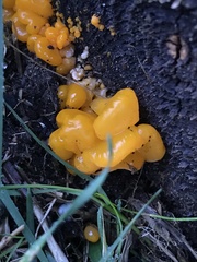 Dacrymycetaceae