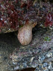 Calliactis parasitica