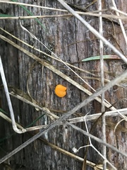 Dacrymycetaceae