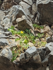 Eucnide bartonioides