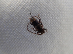 Pogonocherus hispidus