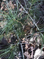 Pinus strobus