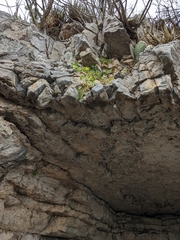 Eucnide bartonioides