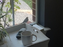 Junco hyemalis