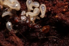 Aphaenogaster fulva
