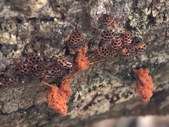 Metatrichia vesparium