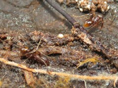 Aphaenogaster fulva