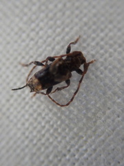 Pogonocherus hispidus