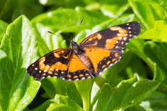 Chlosyne lacinia saundersi