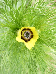 Adonis aestivalis