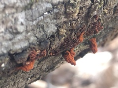 Metatrichia vesparium