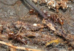 Aphaenogaster fulva