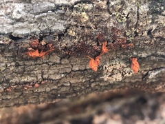 Metatrichia vesparium