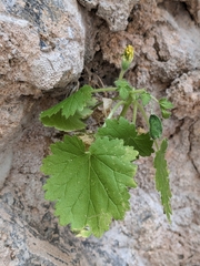 Eucnide bartonioides