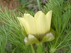 Adonis aestivalis
