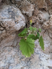 Eucnide bartonioides