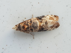 Lobesia botrana