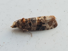 Lobesia botrana