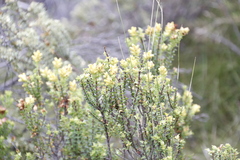 Penaea mucronata