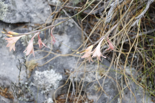Image of Gladiolus monticola by (c) Tony Rebelo, some rights reserved (CC BY-SA)