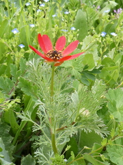 Adonis aestivalis