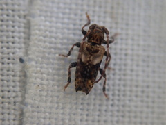 Pogonocherus hispidus