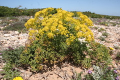 Cachrys libanotis