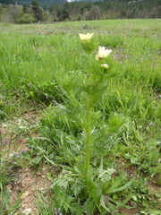Adonis aestivalis