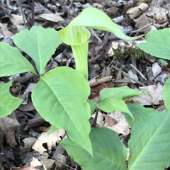 Arisaema acuminatum
