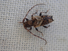 Pogonocherus hispidus