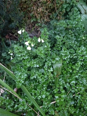 Cardamine caldeirarum