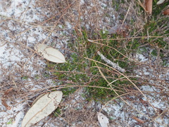 Polypremum procumbens
