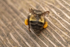Bombus flavifrons
