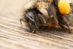 Bombus flavifrons