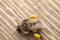 Bombus flavifrons