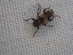 Pogonocherus hispidus