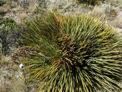 Aciphylla aurea