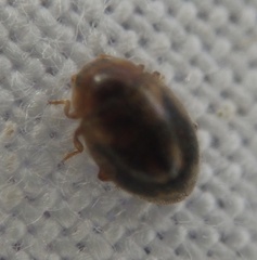 Rhyzobius chrysomeloides