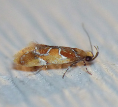 Epicallima argenticinctella